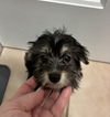 adoptable Dog in , IL named Carl
