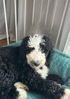 adoptable Dog in , IL named Derby