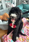 adoptable Dog in , IL named Knox
