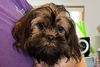 adoptable Dog in , IL named Schmidt