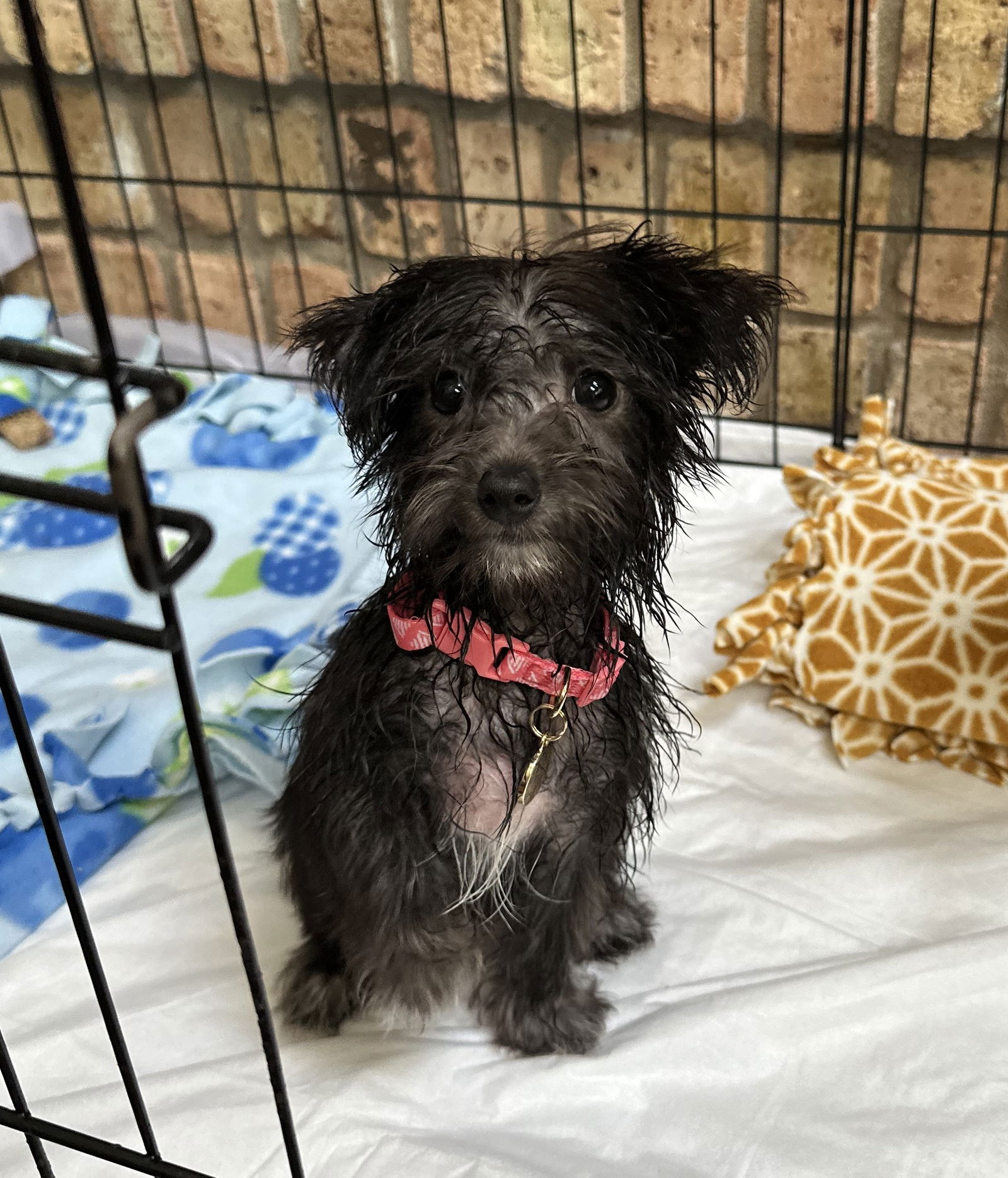 Jess Small Yorkshire Terrier Yorkie / Maltese (long coat) Female