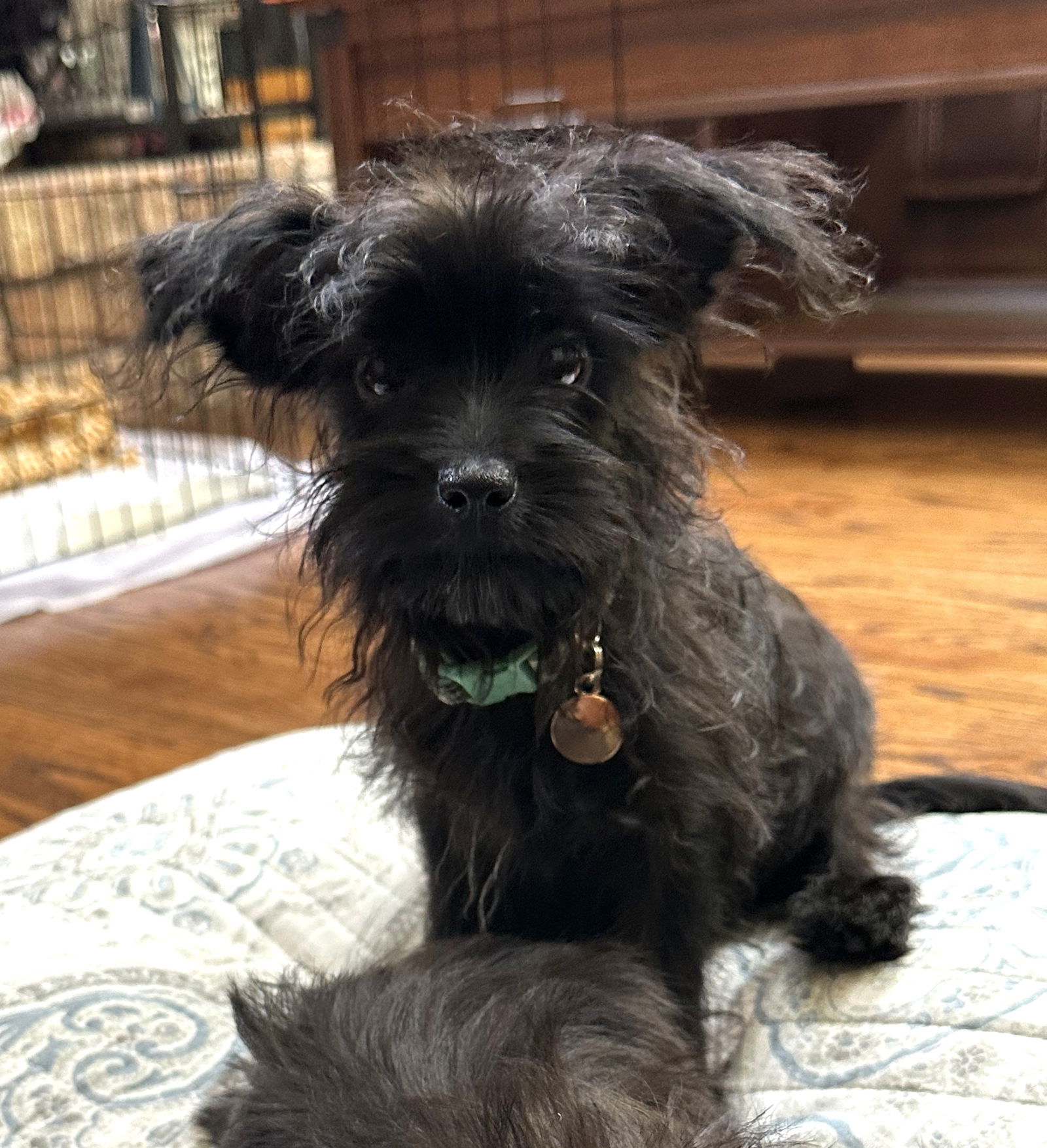 Nick Small Yorkshire Terrier Yorkie / Maltese (long coat) Male