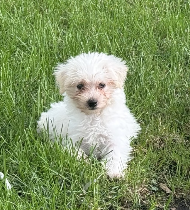 Ozzie Small Yorkshire Terrier Yorkie / Maltese (long coat) Male
