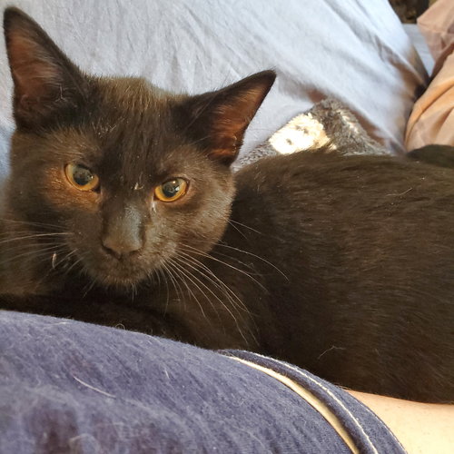 IVAR - Domestic Short Hair available for adoption