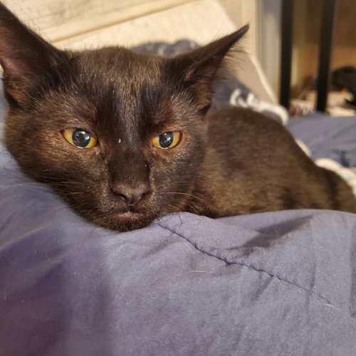 picture of the cat needing adoption