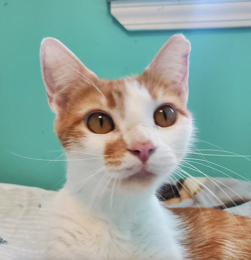 picture of the cat needing adoption
