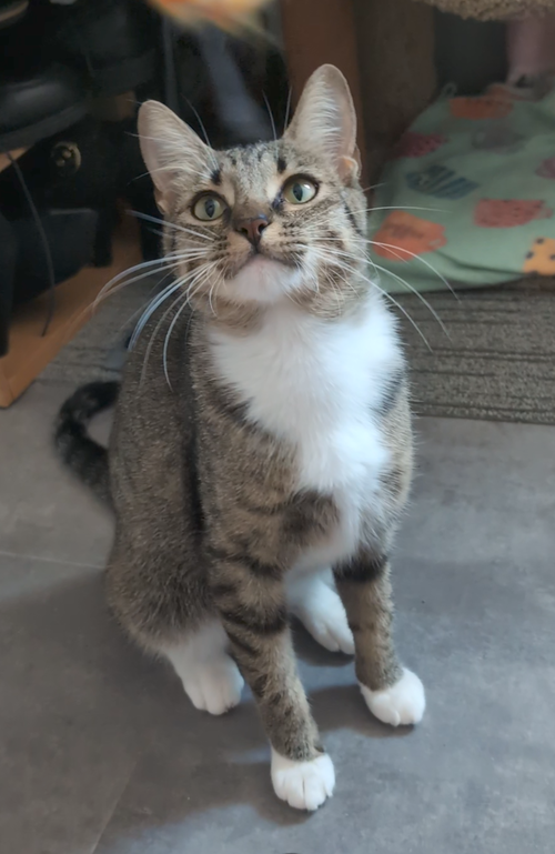 picture of the cat needing adoption