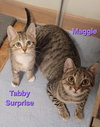 Maggie & Tabby Surprise (bonded mother/son duo) - Photo 1