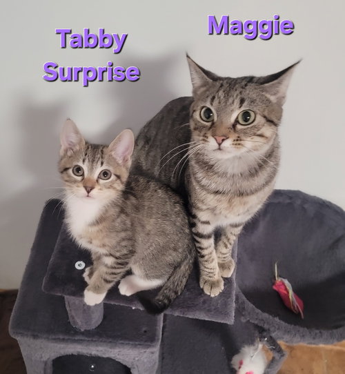MAGGIE & TABBY SURPRISE (BONDED MOTHER/SON DUO) - Domestic Short Hair / Tabby available for adoption