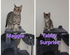 Maggie & Tabby Surprise (bonded mother/son duo) - Photo 3
