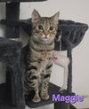Maggie & Tabby Surprise (bonded mother/son duo) - Photo 4