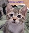 Maggie & Tabby Surprise (bonded mother/son duo) - Photo 5