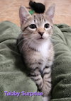 Maggie & Tabby Surprise (bonded mother/son duo) - Photo 6