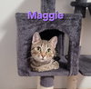 Maggie & Tabby Surprise (bonded mother/son duo) - Photo 7