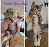 Maggie & Tabby Surprise (bonded mother/son duo) - Photo 8
