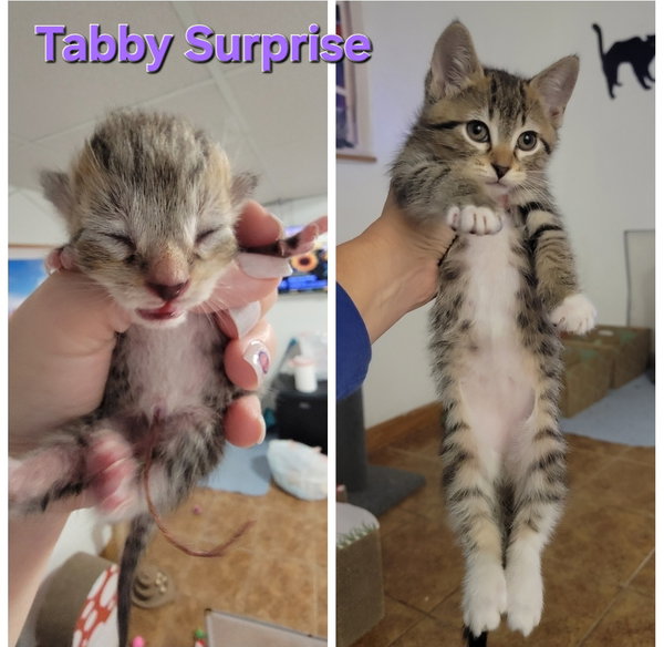 Maggie & Tabby Surprise (bonded mother/son duo)