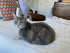 Sweetie Kay - Photo 3