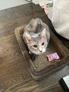 Sweetie Kay - Photo 4