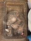 Sweetie Kay - Photo 5