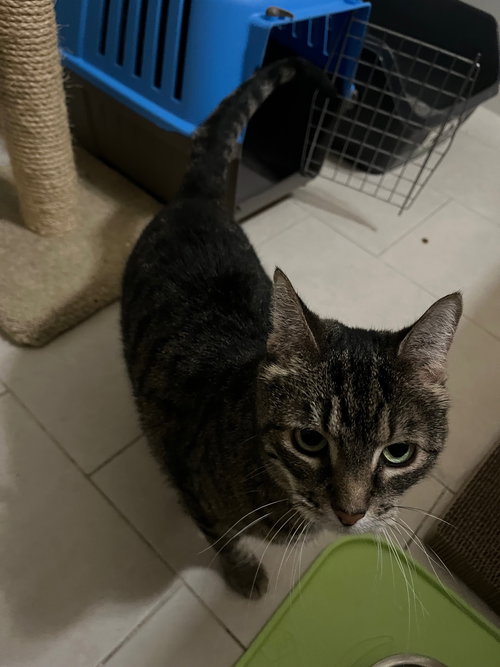 NEBULA - Domestic Short Hair available for adoption
