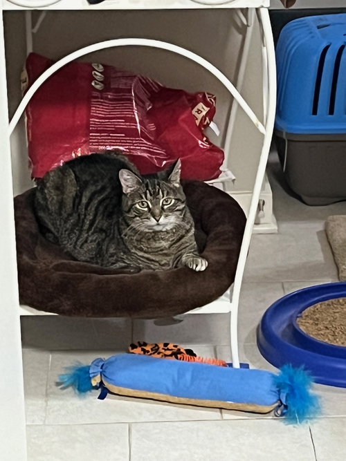 picture of the cat needing adoption