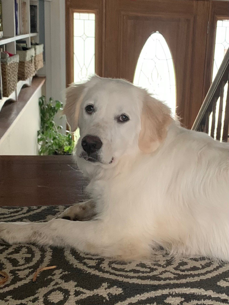 Ella Large Great Pyrenees / Golden Retriever (medium coat) Female