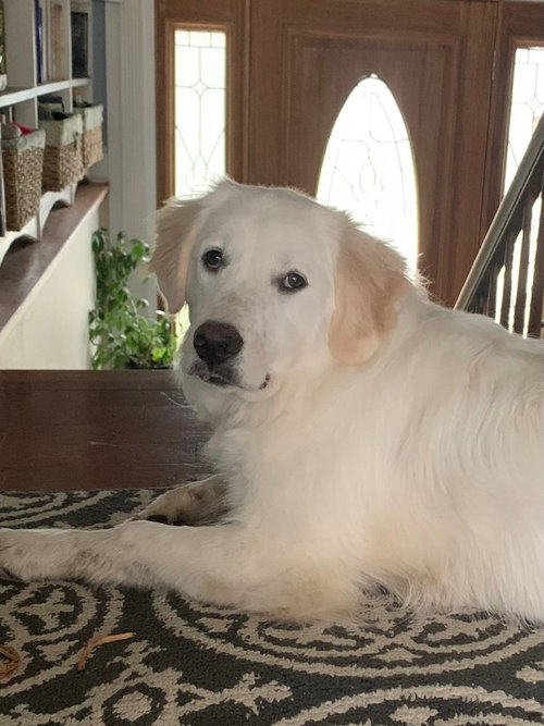 Ella, an adoptable Great Pyrenees in Wheaton, IL