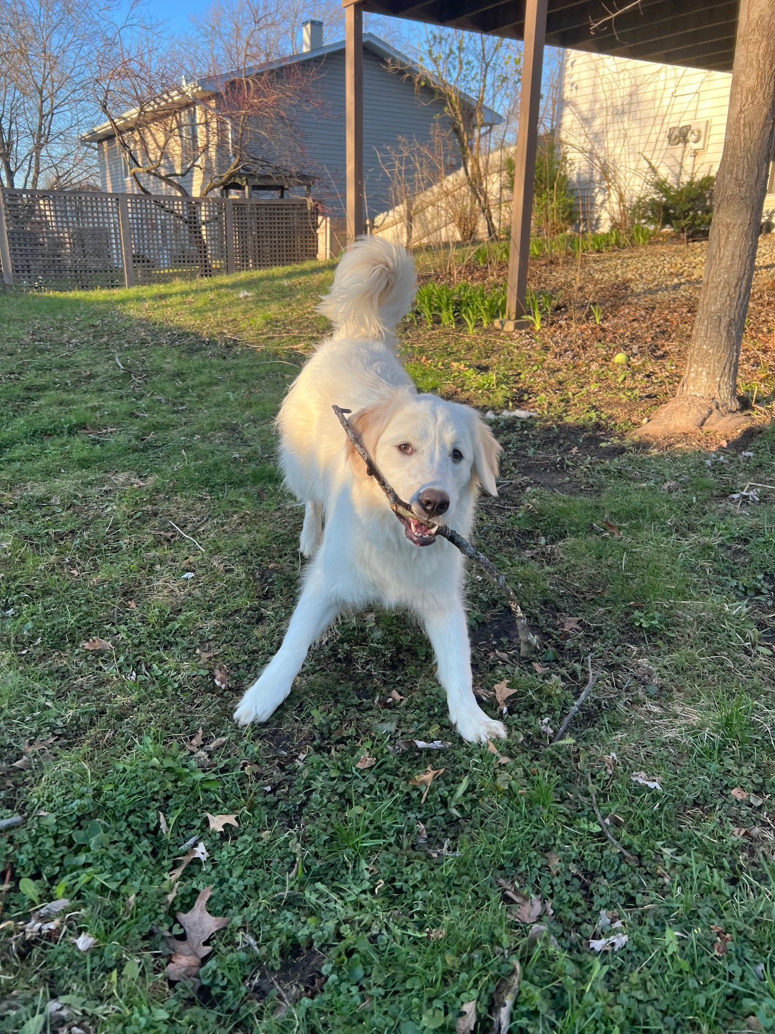Ella Large Great Pyrenees / Golden Retriever (medium coat) Female