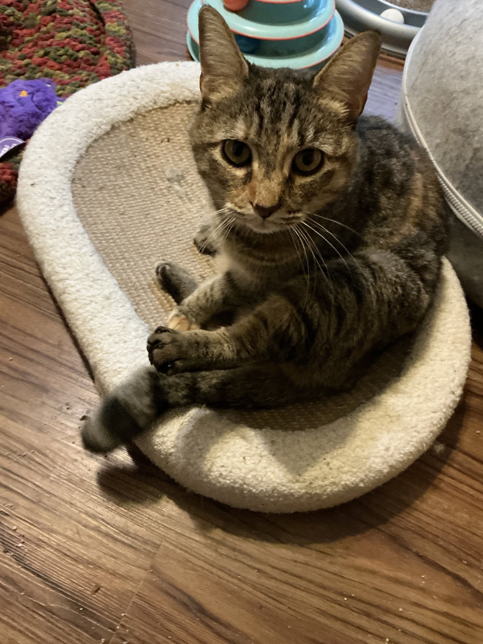 Maddie  Domestic Short Hair (short coat) Female