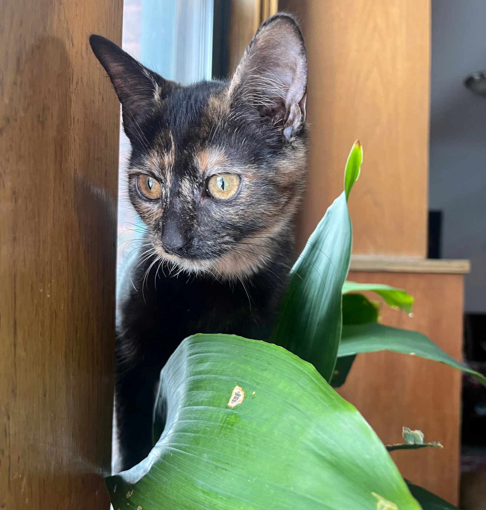 Tide  Domestic Short Hair (short coat) Female
