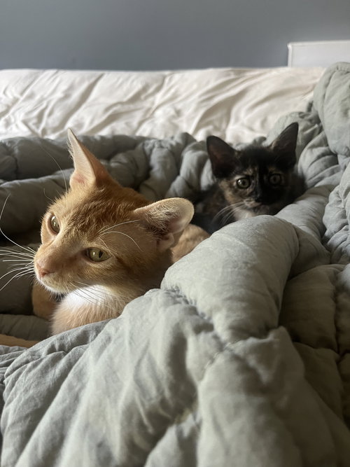 picture of the cat needing adoption