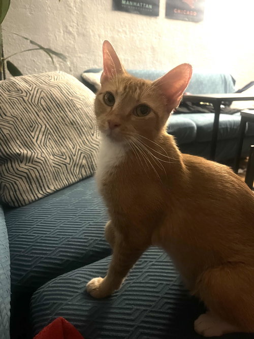 picture of the cat needing adoption