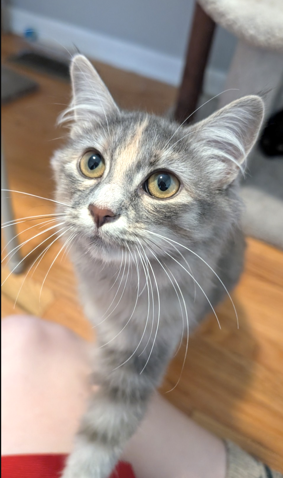 Alexandria  Domestic Long Hair (long coat) Female