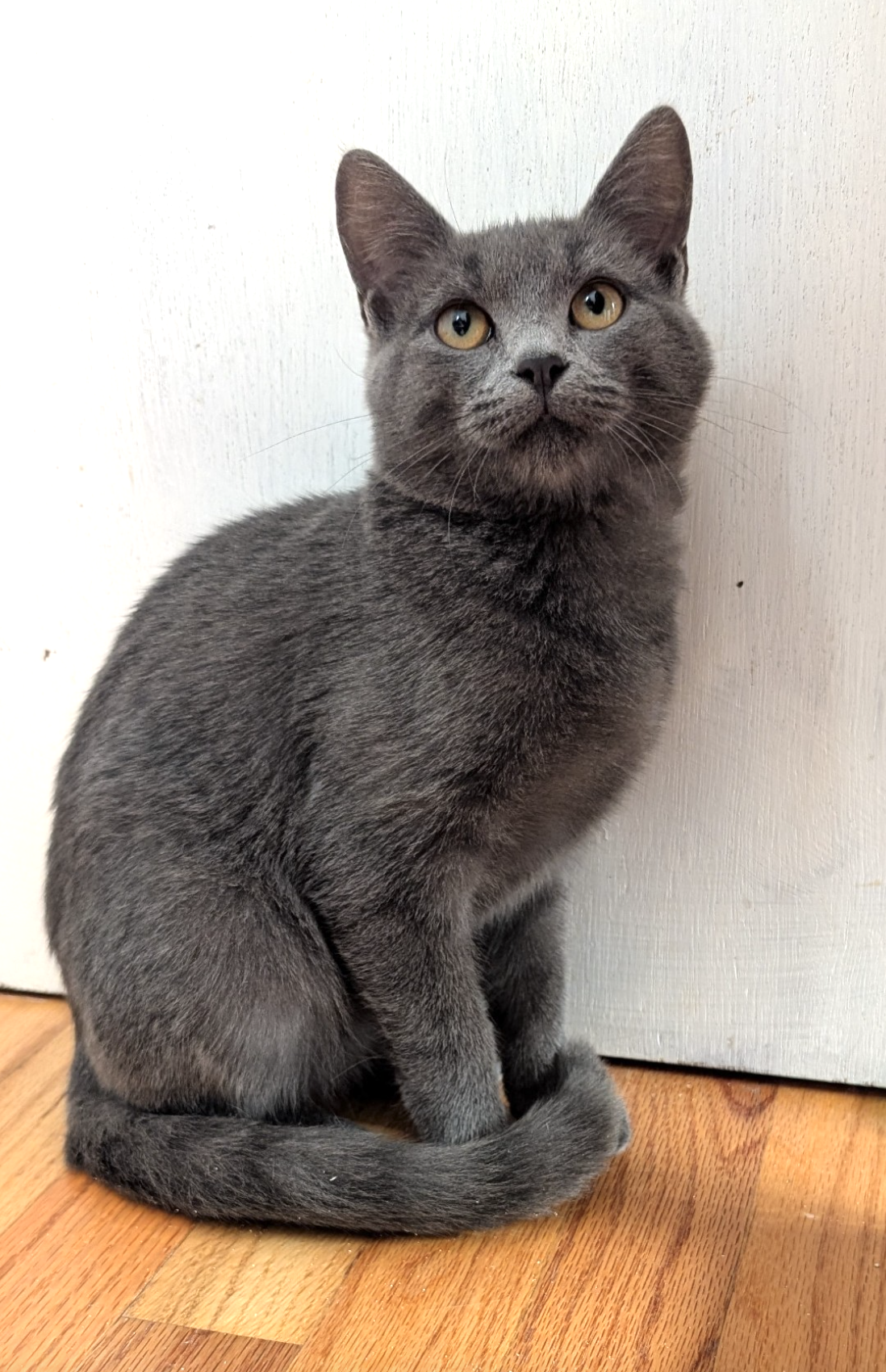 Jax  Domestic Short Hair (short coat) Male