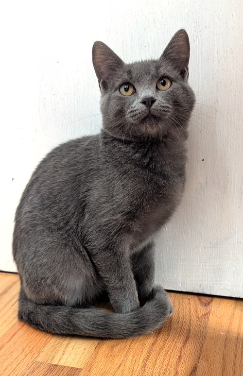 picture of the cat needing adoption