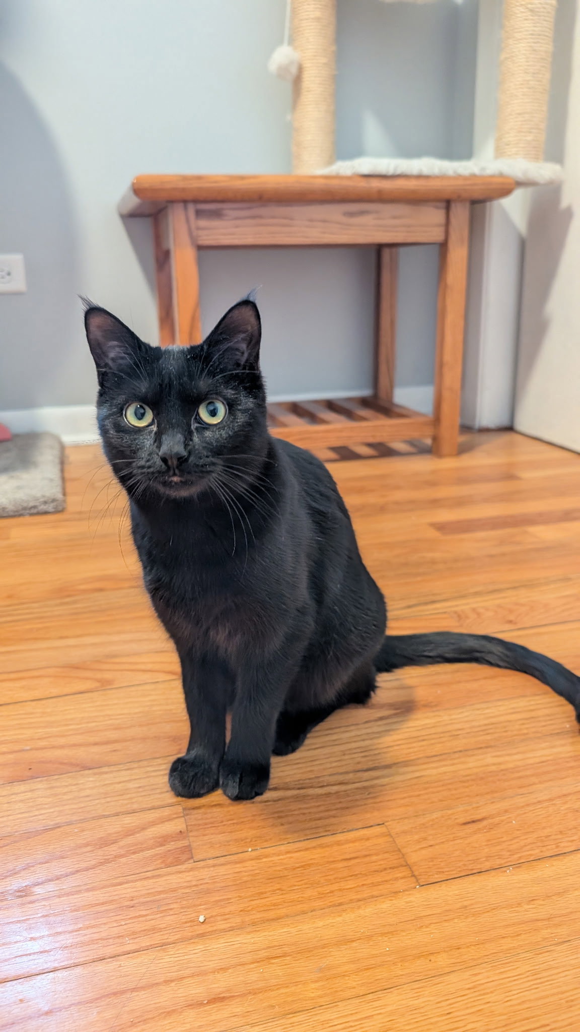 Dexter  Domestic Short Hair (short coat) Female