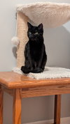 Dexter - Photo 2