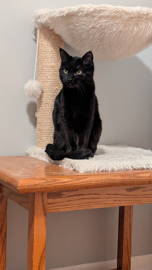 DEXTER - Domestic Short Hair available for adoption