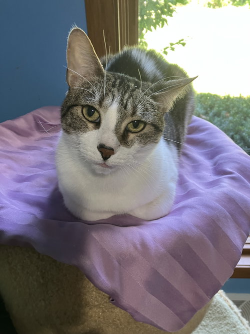 picture of the cat needing adoption