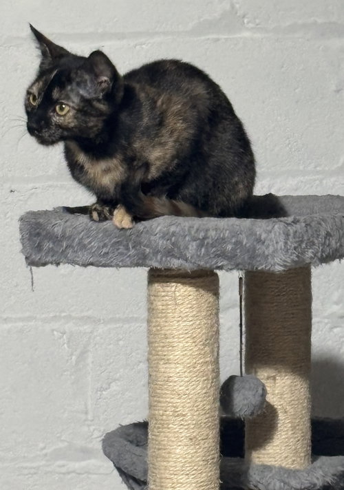 LILO - Domestic Short Hair available for adoption