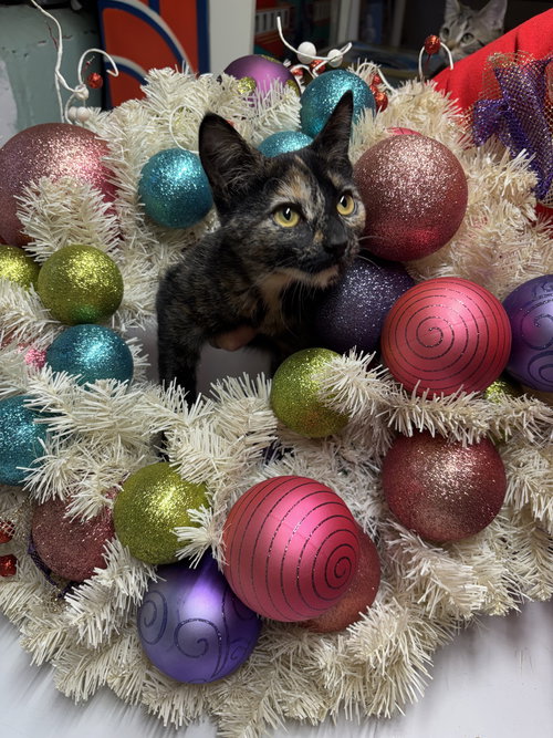 LILO - Domestic Short Hair available for adoption