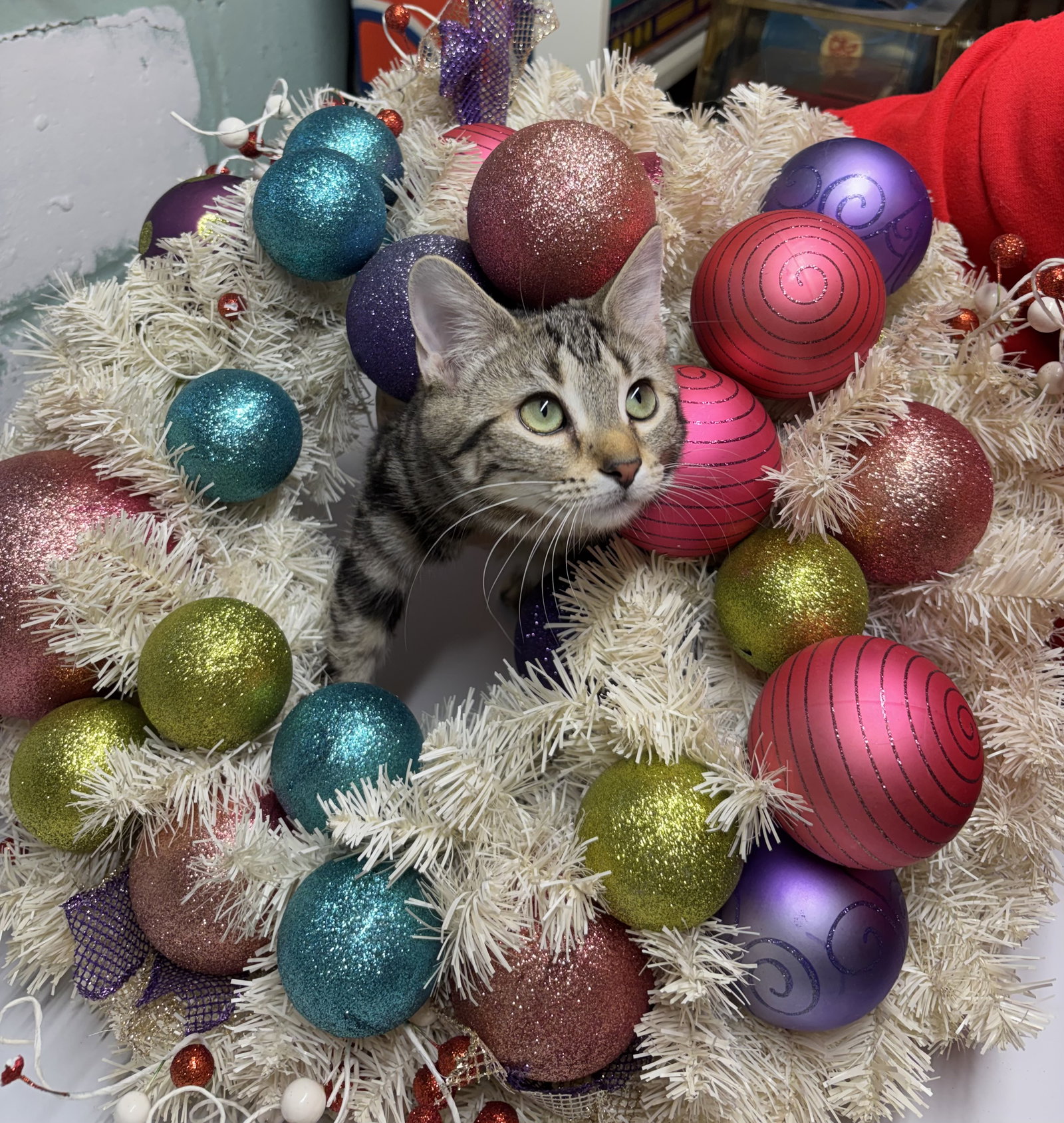 Pickles  Domestic Short Hair (short coat) Female