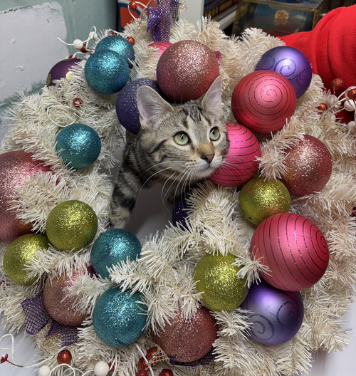 PICKLES - Domestic Short Hair available for adoption