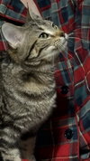 Pickles - Photo 2
