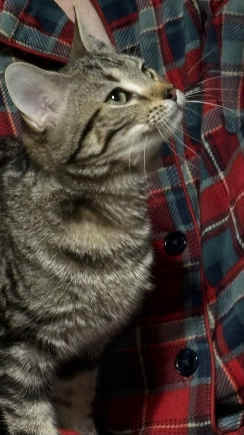 PICKLES - Domestic Short Hair available for adoption