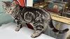 Pickles - Photo 4
