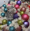 Gidget - Photo 1