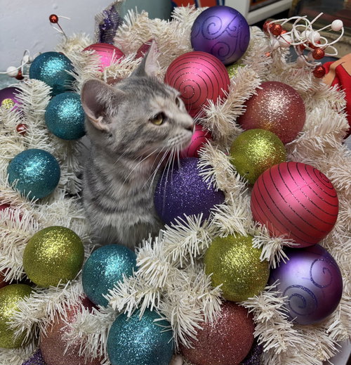 GIDGET - Domestic Short Hair available for adoption