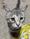 Gidget - Photo 3