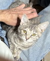 Gidget - Photo 4